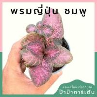 ราคา ต้นพรมญี่ปุ่นชมพู ส่งพร้อมกระถาง 3 นิ้ว (24582679731)