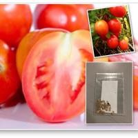 ราคา เมล็ดมะเขือเทศสีดา มะเขือเทศสีดา มะเขือเทศ (ซื้อ 10 ชิ้นแถม 1 คละอย่างได้) เมล็ดพันธุ์แท้ OP ราคาถูกสุดๆ (11015544782)