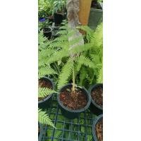 ราคา ว่านลูกไก่ทองขนาดกระถาง7นิ้ว (5861059286)