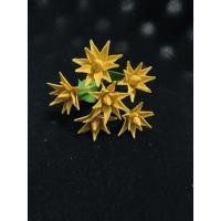 ราคา ดอกพิกุลทอง......... (18533879507)