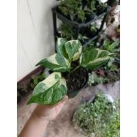 ราคา พลูงาช้าง หรือพลูด่างอินเดีย (16267016853)