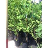 ราคา มะนาวแป้นรำไพ กิ่งตอน ลูกดก เปลือกบาง น้ำเยอะ (4356974747)