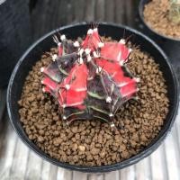 ราคา Gymnocalycium variegata ยิมโนด่าง โคลนญี่ปุ่น ขนาด 5 cm. กระบองเพชร แคคตัส (1862210163)