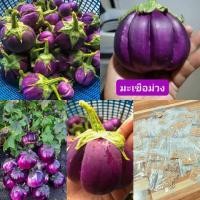 ราคา เมล็ดพันธุ์มะเขือจานม่วง 200 เมล็ด19 บาท (26926720110)
