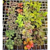 ราคา พรมออสเตรเรีย พรมสีไม้ชื้น พรมออสเตรเลียพรมสีแดงพรมออสเตรเลีย (Fittonia) (27811411894)
