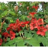 ราคา ต้นกาหลงแดง หรือ ต้นชงโคแดง ชงโคออสเตรเลีย /ดอกสีแดงไม้มงคล (26721256179)