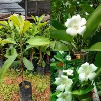 ราคา ต้นแก้วมุกดา ไม้ดอกหอม (28488066299)