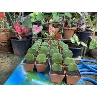 ราคา โฮย่า ใบไม้รูปหัวใจ (10957441949)