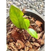 ราคา น้องกวักมรกตด่างสวยทุกใบ (29476308051)