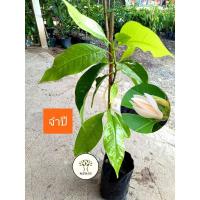 ราคา ต้นจำปี จำปีดอกสีขาว จำปีดอกกลิ่นหอม (25990160060)
