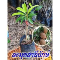 ราคา ละมุดสาลี่ยักษ์ 1 ต้น เนื้อสุกกรอบ สินค้าพร้อมส่ง (6749787989)