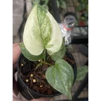 ราคา โชค9ชั้นด่าง โชคเก้าชั้นด่าง (12050055057)