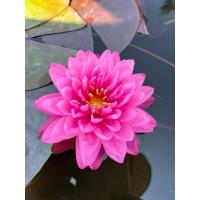 ราคา บัวฝรั่งสายพันธุ์กะรัต (24442479677)