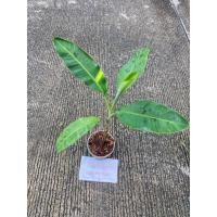 ราคา ต้นกล้วยเล็บมือนางด่างบางกรวย ต้นที่ส่ง คือ ต้นในรูป (42118139206)