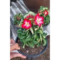 ราคา ชวนชม เขาแกะ ดอกสีชมพูเข้ม กระถาง6นิ้ว (25118113546)