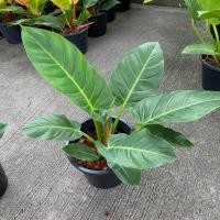 ราคา ต้นเศรษฐีรวยทรัพย์ กระถาง 10 นิ้ว ต้นฟอร์มสวย (41503000269)