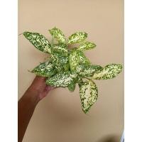 ราคา ต้นไผ่ฟิลิปปินส์ใบด่าง (ขั้นต่ำ 2 ต้น) (11644300810)