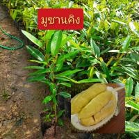 ราคา พันธุ์ทุเรียน มูซานคิง ก้านยาว พวงมณี ชะนีไข่ หมอนทอง หนามดำ กระดุมทอง ทองลินจง นกกระจิบ แดงอินโด นวลทองจันทร์ หลงลับแล (17784682949)