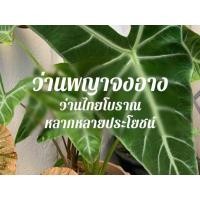 ราคา ว่านพญาจงอาง (Alocasia longiloba) บอนพญาจงอาง ต้นพญาจงอาง พญาจงอาง แก้วสารพัดนึก ***ขั้นต่ำ 4 หัว*** พร้อมส่ง (10556578537)