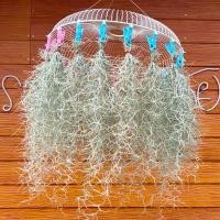 ราคา เคราฤาษี มอสสเปน Spanish moss จากสวนเคราบ้านครูอ้อย (16500843375)