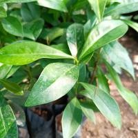 ราคา ต้นนางกวัก ไม้ขุดล้อม (10993035117)