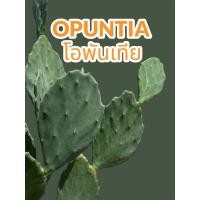 ราคา (ตัดสด)โอพันเทีย Opuntia Old Mexico,opuntia gomei old mexico โอล เม็กซิโก หรือโอพันเทียเกเม่ (28906753976)