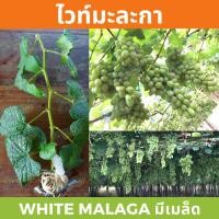 ราคา กิ่งพันธุ์องุ่น “ไวท์มะละกา” มีเมล็ด (1513741633)