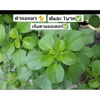 ราคา ตำแยแมว ต้นพร้อมราก ของโปรดแมว (27437342099)