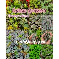 ราคา ยอดกุหลาบหินตัดสด กุหลาบหินราคาถูก กุหลาบหินสำหรับมือใหม่ succulent (8453283285)
