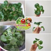 ราคา เมล็ดพันธุ์ผัก บ๊อกฉ่อย( Bok Choy Vegetables) หรือ กวางตุ้งเบบี้ขาว หรือ บ๊อกฉ่อยหวาน (5646059750)