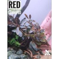 ราคา Bucephalandra,Bucep,บูเซป,Brownie Satan, Galaxy Blue,Red Scorpio,Mini Red, Lamandau,Mini Leaf, Brownie Sugar (21132412890)