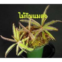 ราคา ต้นหม้อข้าวหม้อแกงลิง หยาดน้ำ ไม้กินแมลง (9525756762)