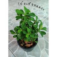 ราคา ต้นโป๊ยเซียนแคระ ขนาดกระถาง 4 นิ้ว (10503066271)