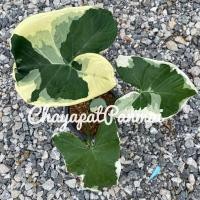 ราคา ต้น ถุงเงินถุงทอง กระถาง6นิ้ว ไม้มงคล ใบด่างลายสวย (9666646012)