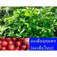 ราคา ต้นมะเดื่ออุทุมพร(มะเดื่อไทย) (25296289415)