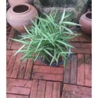 ราคา ต้นไผ่เงิน/ไผ่แมว จำนวน 2 ต้น ขนาดกระถาง 6 นิ้ว (7761634958)