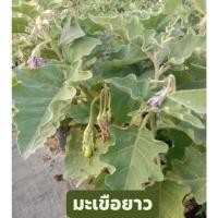 ราคา ต้นมะเขือยาว สีเขียว ในถุงดำ 5.5 นิ้ว พร้อมปลูก มะเขือยาว มะเขือยาวเขียว ต้นมะเขือ (28034385882)