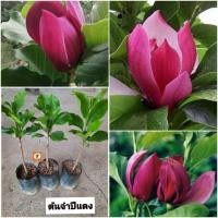 ราคา ต้นจำปีแดง จำปีแดง แมกโนเลีย (ต้นติดตา) (29475860823)