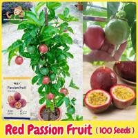ราคา เมล็ดพันธุ์ เสาวรส สีแดง บอนไซ บอนสี บรรจุ 100 เมล็ด Red Passion Fruit Seeds เมล็ดเสาวรสหวานสีม่วง เมล็ดเสาวรส (28832680380)