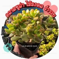 ราคา ใหม่ กอใหญ่ กิ่งเยอะ♥️คลาสซูล่า ใบสีแดง ไม้อวบไม้มงคล ไม้สวรรค์ ต้นใบเงินเป็นสัญลักษณ์ของความโชคดี โชคเรื่องการเงิน♥️ (22851017193)