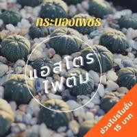 ราคา กระบองเพชร cactus Astrophytum Asterias แอสโตรไฟตัม ทรงสวย (3570570969)