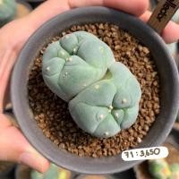 ราคา Lophophora fricii ไม้เมล็ด (3888802238)