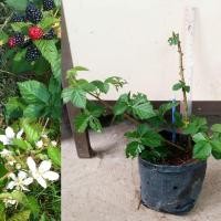 ราคา ต้นแบล็กเบอร์รี พันธุ์ไพรม์แจน [PrimeJan Blackberry] จำนวน 1 ต้น (3755460198)