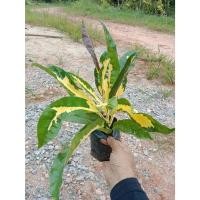 ราคา ต้นพันธุ์ โกสน จิตรดา ต้นโกสนจิตรลดา ใบใหญ่สีเหลืองปนเขียว ถุงดำพร้อมปลูก 29บาท ต้นโกสน สวยงาม (29391980827)