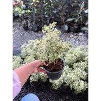 ราคา ต้นเล็บครุฑด่าง #เล็บครุทใบด่าง กระถาง2-3นิ้วแคระ แพ็คจัดส่งทั้งกระถาง #เล็บครุฑใบผักชีด่าง (21189733946)