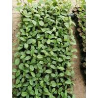 ราคา หมากเม่าหรือ"มะเม่า" (18920361614)