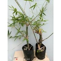 ราคา ต้นไผ่ซางหม่น ราชินีแห่งไผ่ ขายต้นพันธุ์สำหรับปลูกคะ ขนาดต้น80-90ซม.ส่งทั้งถุงชำ (29600783250)