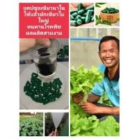 ราคา แคปซูลพืชเขียวนาโนเร่งเขียวโตไวเพิ่มผลิตผลิตลดต้นทุนราคาส่งโรงงานผลิตเท่านั้น (16897833814)