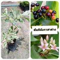 ราคา ต้นพิลังกาสาด่าง พิลังกาสาด่าง (42854009051)