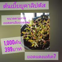 ราคา ต้นกล้ายูคาเค7(ต้นเบี้ยยอดแดง)ชุด1,000ต้น399บาท☘️☘️☘️☘️☘️ (18385455057)